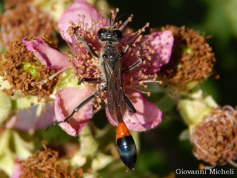 Sphecidae: Ammophila? S, A. sabulosa